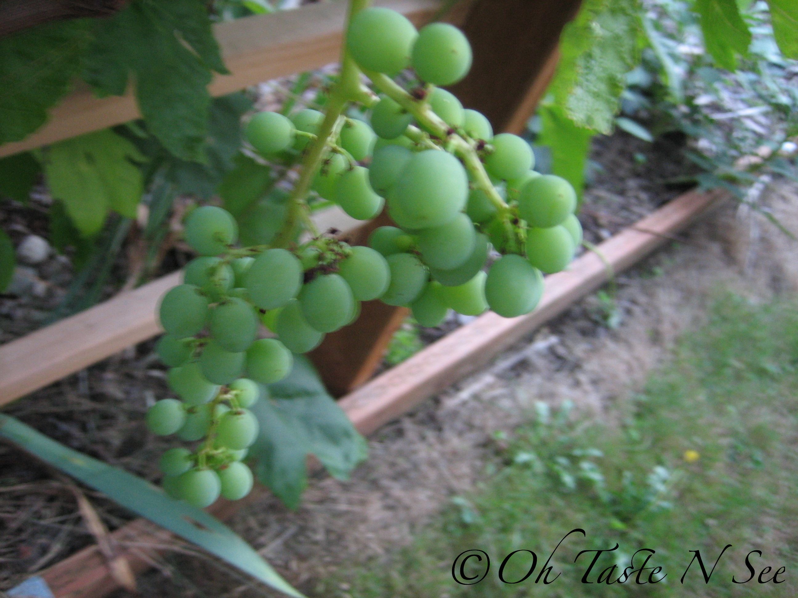 Grape Gojju