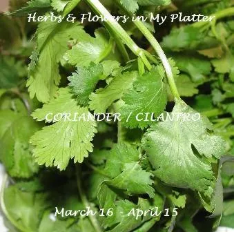 H&F-Coriander