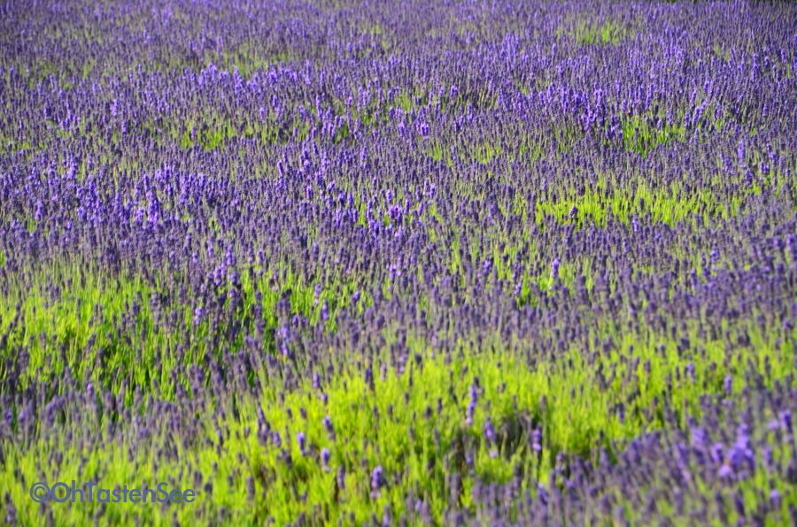 Lavender Festival